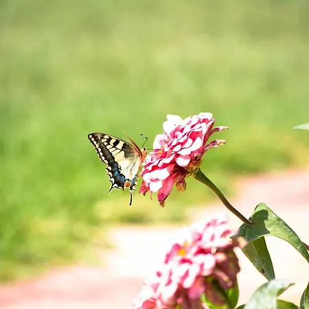 Galini * Plakias